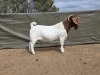 1 X Boer Bok/Goat Stoet RAM