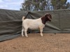 1 X Boer Bok/Goat Kudde RAM