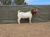 1 X Boer Bok/Goat Kudde RAM