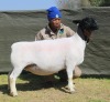 1 X Dorper T5 PREGNANT EWE