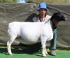 1 X Dorper T5 PREGNANT EWE