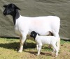 1+2 X Dorper T5 EWE