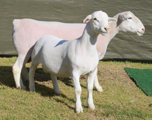 1+1 X Wit/White Dorper T5 EWE