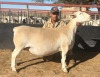 1 X Wit/White Dorper T5 PREGNANT EWE