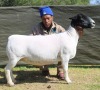 1 X Dorper T5 PREGNANT EWE