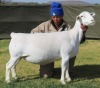 1 X Wit/White Dorper T5 PREGNANT EWE