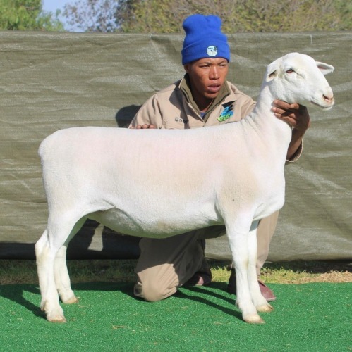 1 X Wit/White Dorper T5 PREGNANT EWE