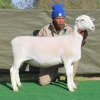 1 X Wit/White Dorper T5 PREGNANT EWE