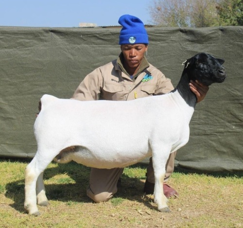 1+1 X Dorper T5 EWE