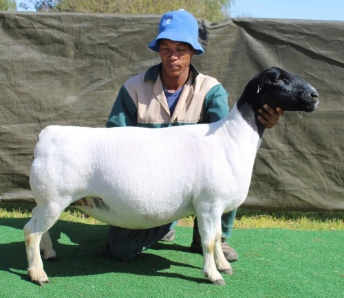 1 X Dorper T5 PREGNANT EWE