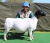 1 X Dorper T5 PREGNANT EWE