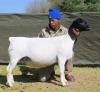 1 X Dorper T5 PREGNANT EWE