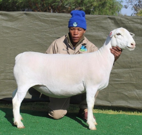 1 X Wit/White Dorper T4 PREGNANT EWE