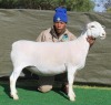 1 X Wit/White Dorper T4 PREGNANT EWE