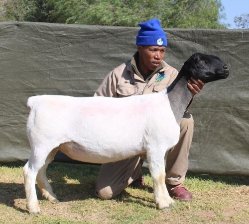 1 X Dorper T5 PREGNANT EWE