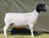 1 X Dorper T5 PREGNANT EWE