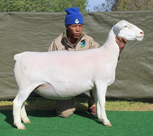 1 X Wit/White Dorper T5 PREGNANT EWE