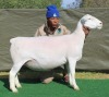 1 X Wit/White Dorper T5 PREGNANT EWE