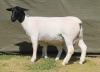 1+1 X Dorper T5 EWE