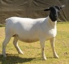 1 X Dorper T5 PREGNANT EWE