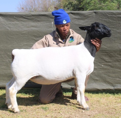 1 X Dorper T5 EWE