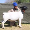 1 X Dorper T5 PREGNANT EWE