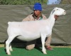 1 X Wit/White Dorper T5 PREGNANT EWE