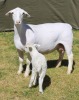 1+1 X Wit/White Dorper T 3 EWE