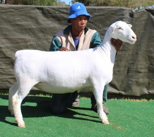 1 X Wit/White Dorper T3 PREGNANT EWE