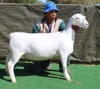 1 X Wit/White Dorper T3 PREGNANT EWE