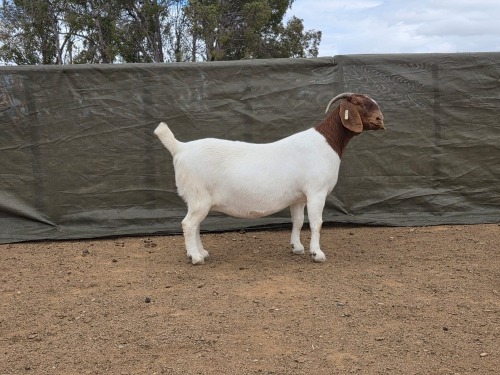 1 X Boer Bok/Goat Stoet PREGNANT EWE