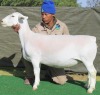1 X Wit/White Dorper T5 EWE