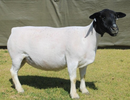 1 X Dorper T5 EWE