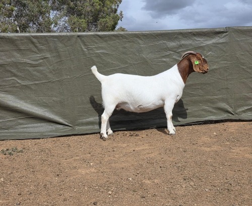 1 X Boer Bok/Goat Stoet PREGNANT EWE