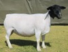 1 X Dorper T4 PREGNANT EWE