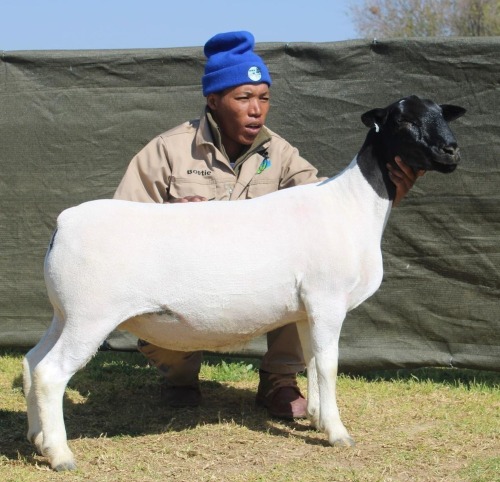 1 X Dorper T4 EWE