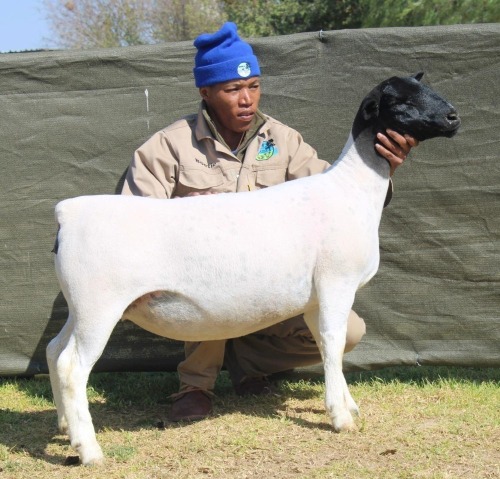 1 X Dorper T5 EWE