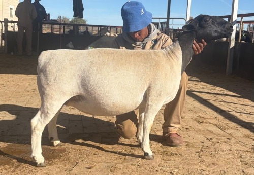 2 X Dorper T3 EWE (Per animal to take the lot)