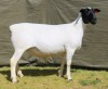 2 X Dorper T3 PREGNANT EWE - 2