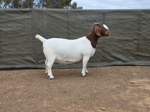 1 X Boer Bok/Goat Stoet PREGNANT EWE