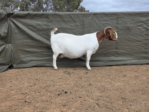 1 X Boer Bok/Goat Stoet EWE