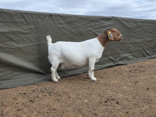 1 X Boer Bok/Goat Stoet PREGNANT EWE