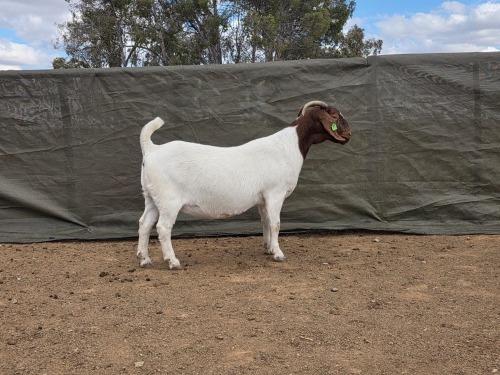 1 X Boer Bok/Goat Stoet PREGNANT EWE