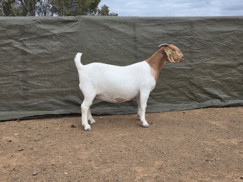 1 X Boer Bok/Goat Kudde PREGNANT EWE