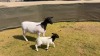 1+1 X Dorper T3 EWE