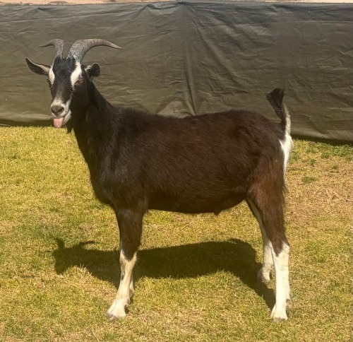 1 X British Alpine RAM