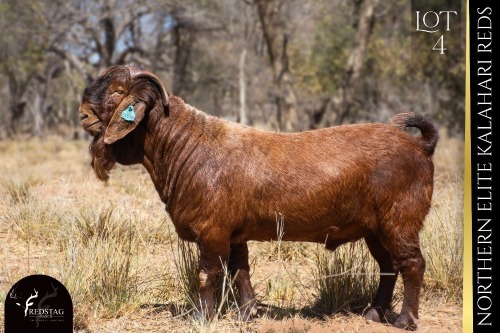 1 X KALAHARI RED BUCK REDSTAG RANCH