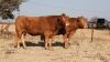 2 X LIMOUSINE KOEIE Nico Grey (Per animal to take the lot)