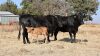 3+2 X LIMOUSINE DRAKENSBERG KRUISE KOEIE Nico Grey (Per animal to take the lot)