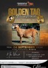 LOT 18 1 X MEATMASTER RECORDED GRADED PREGNANT EWE NU VINO MEATMASTERS - 2